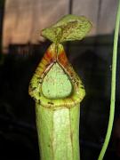 Nepenthes truncata x mirabilis